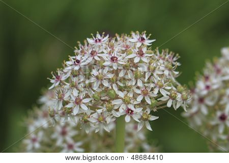 Flowering Leek