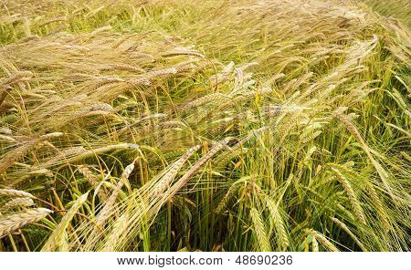 Campo d'orzo