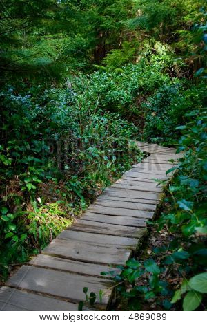 Rainforest Boardwalk