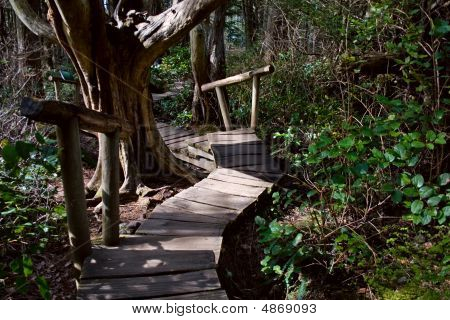 Rainforest Boardwalk adımlarla