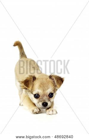 ลูกสุนัข Chihuahua แยกต่างหากบนพื้นสีขาว