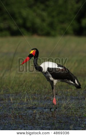 Saddle-billed Stork (ephippiorhynchus Senegalensis)