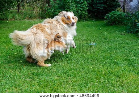 チワワと庭でオーストラリアの羊飼いのはしゃぐ