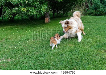 チワワと庭でオーストラリアの羊飼いのはしゃぐ
