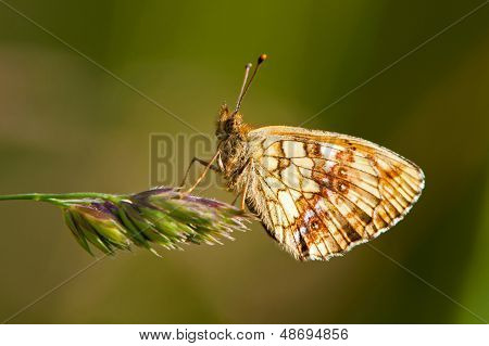 ผีเสื้อไอ Brenthis