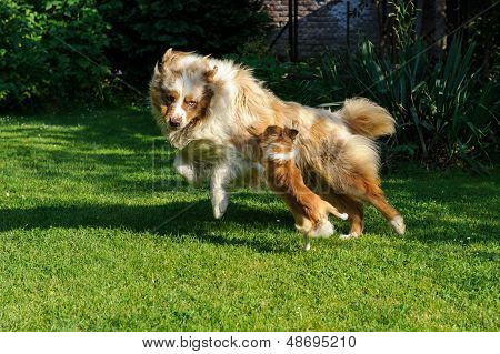 チワワと庭でオーストラリアの羊飼いのはしゃぐ