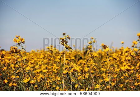 Field Of Bur-marigolds