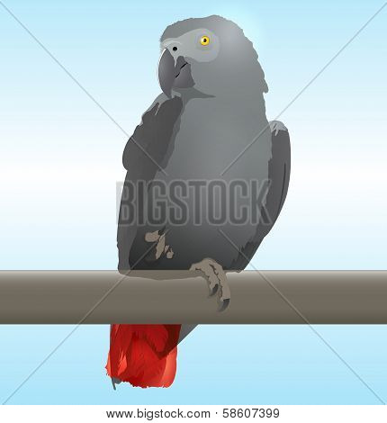 African Grey Parrot