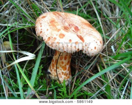 Champignon dans l'herbe.