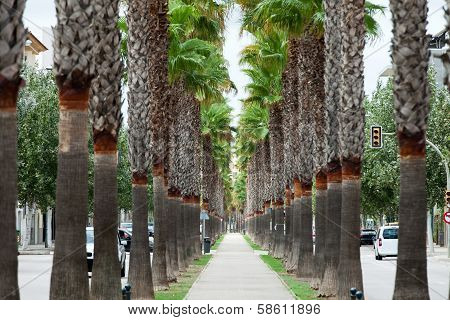 The neverending avenue with palms in Manacor. Majorca Spain