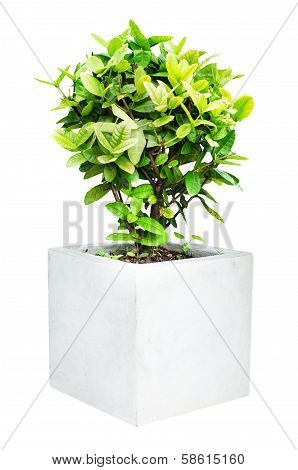 Small decorative tree isolated on a white