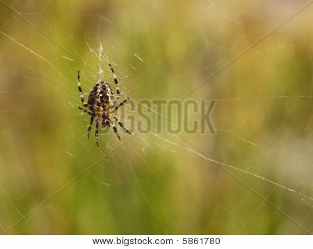 Pająk w sieci Web