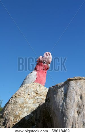 Australian parrot