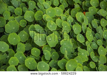Big Leaves Of Nasturtium Plant