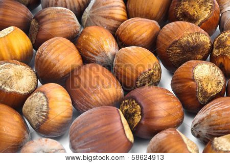 Hazelnuts in the shell