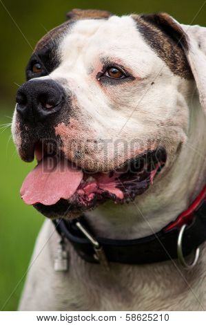 Dog in the grass