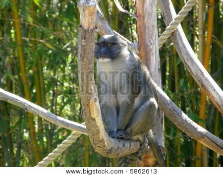 Wild monkey