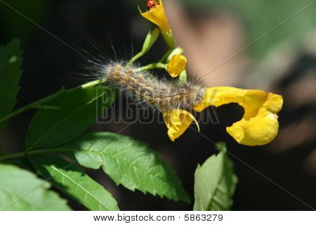 Caterpillar og Lady Bug
