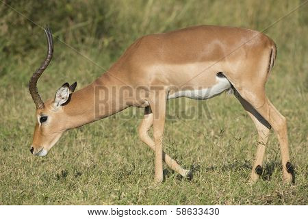 Male Impala (aepyceros Melampus) South Africa
