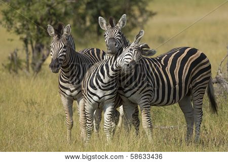 Herd Of Plains Zebra (equus Burchellii) In South Africa