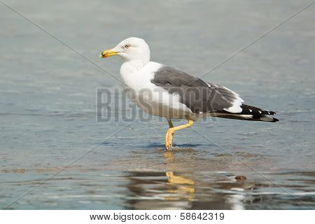 Lesser Black-backed Gull (larus Fuscus)