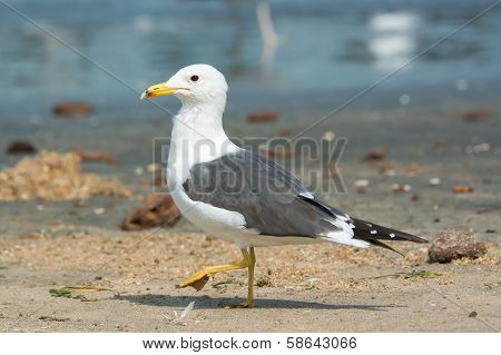 Lesser Black-backed Gull (larus Fuscus)