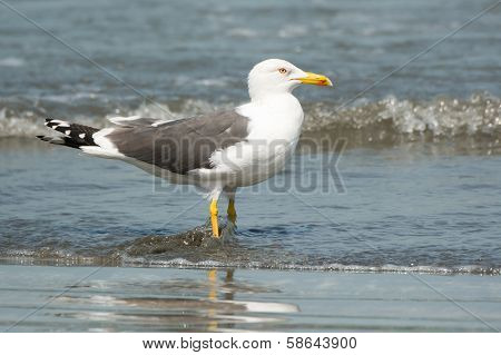 Lesser Black-backed Gull (larus Fuscus)