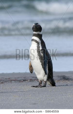 Tučňák magellanský (spheniscus Magellanicus)