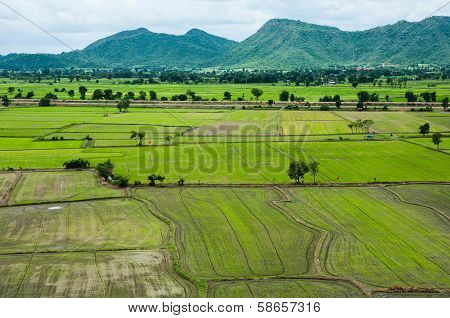 Ricefield