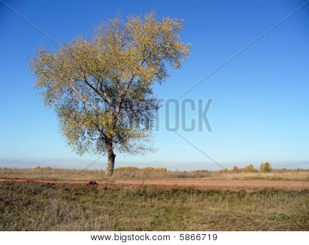 Osamělý strom