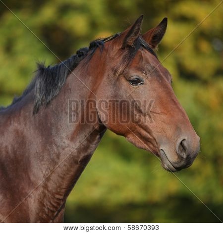 Nice Brown Warmblood With Black Mane
