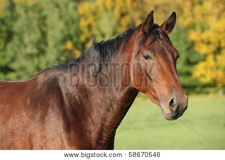 Nice Brown Warmblood With Black Mane