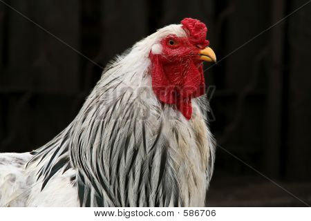 ระกาขาวหรือไก่