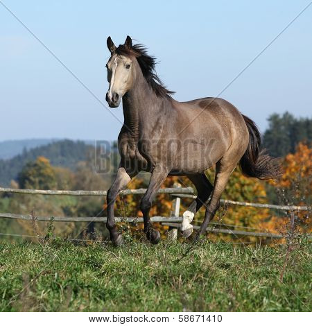 Nice Kinsky Horse Running In Autumn