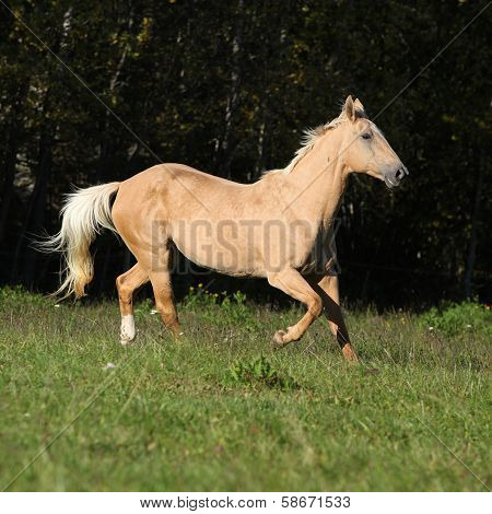 Nice Kinsky Horse Running In Autumn