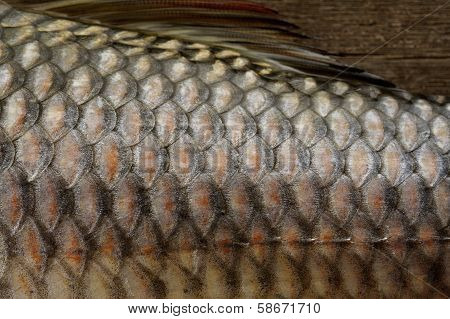 Fish Scale