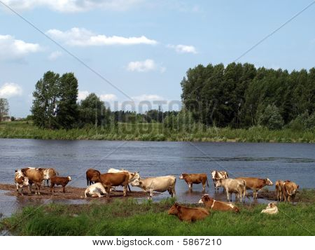 Krávy u řeky