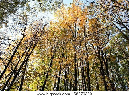 Trees In Autumn