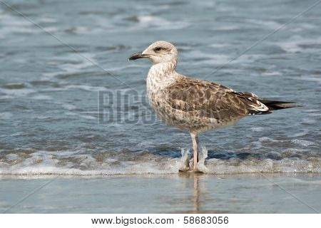 Young Lesser Black-backed Gull (larus Fuscus)