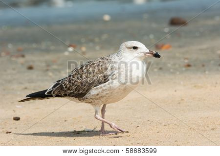 Young Lesser Black-backed Gull (larus Fuscus)