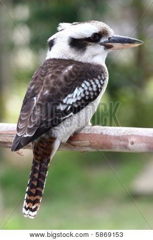 Uccello Kookaburra