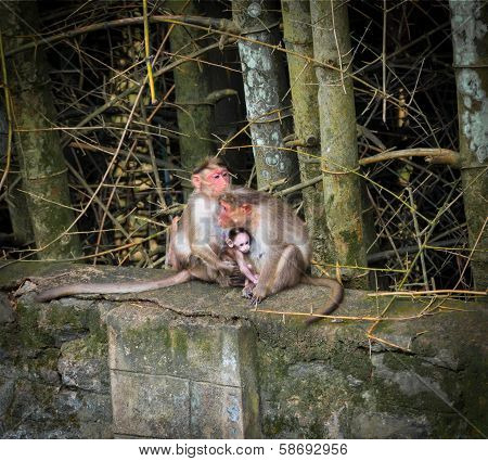 monkeys parents gently embrace the child
