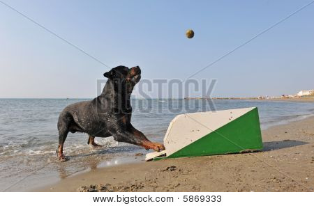 Flyball am Strand