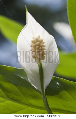Vrede Lily Plant