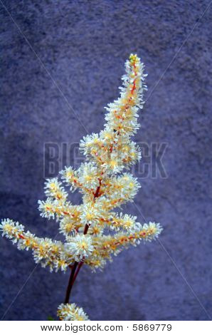 Astilbe