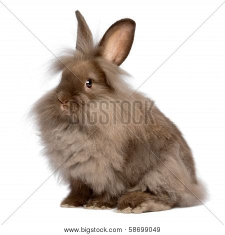 Cute Sitting Chocolate Lionhead Bunny Rabbit