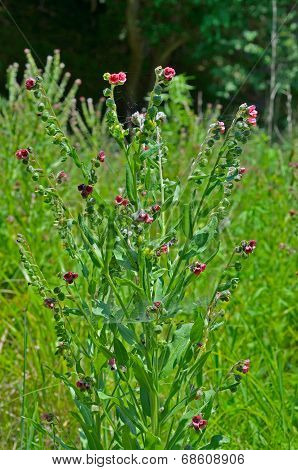 Medicinal Herb Hound's-tongue