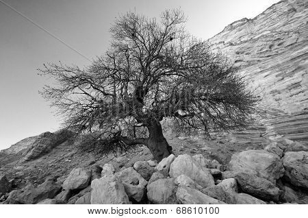 Lonely Tree In The Mountains