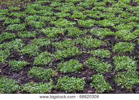 Tropical Carpet Grass On The Ground