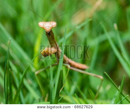 Praying mantis walking in grass in close up macro image